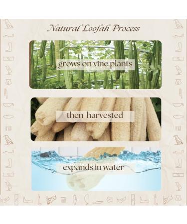 One Whole Egyptian Loofah 100% Natural SPA Beauty Bath Sponge Body Scrubber Puff. Premium Quality Lofa Loofa Luffa Loffa for exfoliating Your Skin. - Buy Online on GoSupps.com