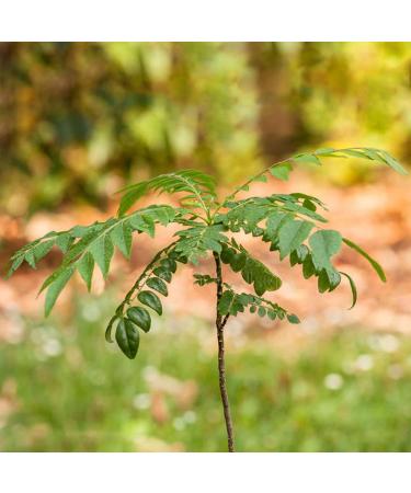 TOYHEART 300pcs Premium Fruit Seeds Easy Care Curry Seeds High Germination Green Indoor Plant Seeds Home Decor Curry Seeds - Buy Online on GoSupps.com