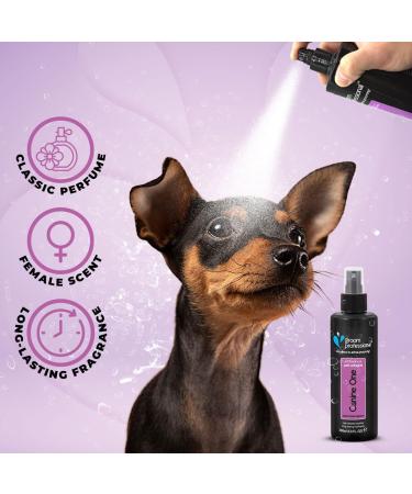 GROOM PROFESSIONAL Canine One Dog Cologne Spray - Dog Perfume Spray - Dog Spray for Smelly Dogs - Popular Fine Fragrance - Contains Chamomile Extracts to Soothe Sensitive Skin 200ml 200 ml (Pack of 1) - Buy Online on GoSupps.com