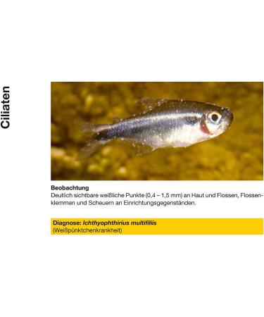 Sera CostaPur F 500 ml Effective Medicinal Treatment for Fish Against Ichthyophthirius Multifiliis & Skin Parasites | Aquarium Medication - Buy Online on GoSupps.com