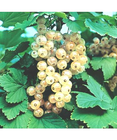 Buy White Currant 'Weiße Versailler ' Bush in Container - Premium Quality for International Shipping - Buy Online on GoSupps.com