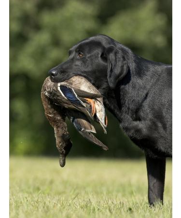 HuntEmUp Ultimate Teal Hunting Dog Training Scent and Realistic Teal Duck Dummy - Waterfowl Puppy Gundog Training Bundle Sporting Dog Pointer Retriever Retrieving Trainer - Buy Online on GoSupps.com
