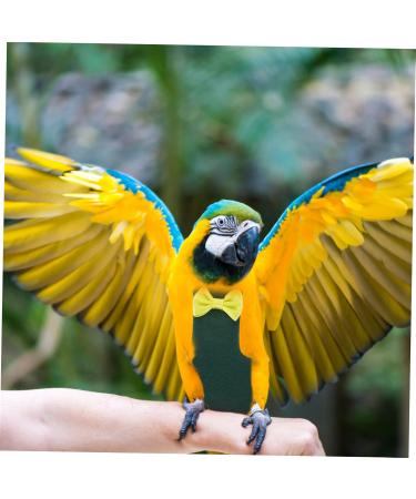 Buy MipCase 2-Pack Flying Bird Diapers for Nymphensittich & Small Chickens - Comfortable Cotton Clothing for Parrots & Ducks - Buy Online on GoSupps.com