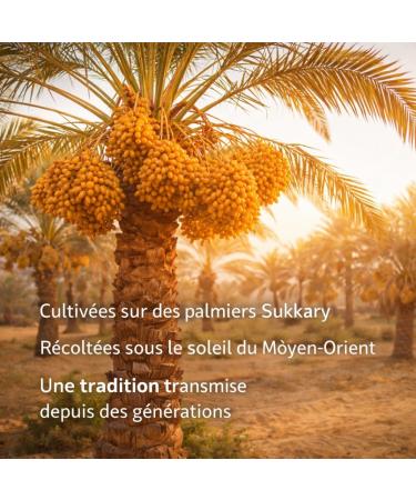 Tayiba Dattes Sukary Routab 350 g Dattes Fra ches Cueillies la main Douces et Charnues Dattes Naturelles Douces et Moelleuses Id ales pour la Rupture du Je ne - Buy Online on GoSupps.com