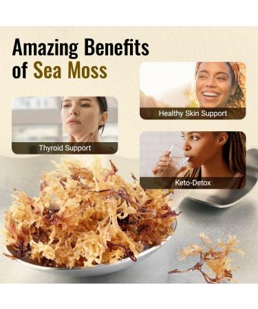 HERBAMAMA Sea Moss Gel 12 oz - Organic Wildcrafted Irish Sea Moss Supplement for Thyroid, Skin, Hair Support - Vegan Dr Sebi Approved - 12 Ounce Organic Raw Gel - Buy Online on GoSupps.com
