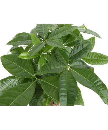 Costa Farms Money Tree Pachira in Premium Ceramic Planter - 16 Tall - Gift Medium Money Tree Planter - Buy Online on GoSupps.com