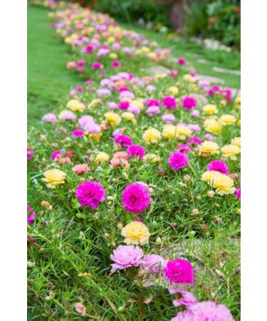 Buy Hua Xian Zi Moss Rose Seeds - 10 000+ Mixed Colors - Portulaca Grandiflora - Fresh International Shipping - Buy Online on GoSupps.com