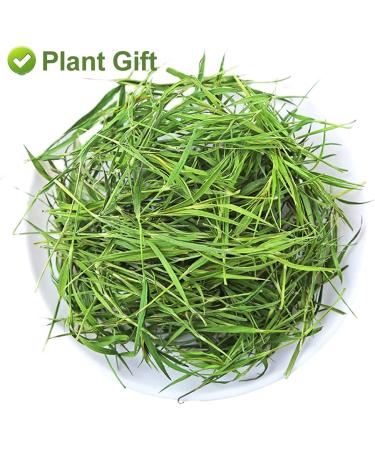 PlantGift Bamboo Leaves 35G/1.23oz Bamboo Leaf Tea - Rich in Organic Silica- for Healthy Hair Skin & Nails Rich in Silica for Healthy - Buy Online on GoSupps.com
