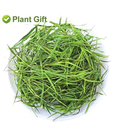 Buy Plantgift Bamboo Leaf Tea - 100% Natural Chinese Flower Tea for Healthy Hair Skin & Nails | 35g - Buy Online on GoSupps.com