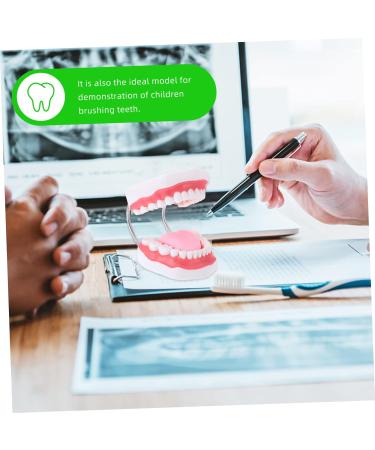 Ultechnovo 2 STK Educational Tooth Model - 3D Dental Teaching Toy for Kids & Adults - Perfect for Learning About Teeth! - Buy Online on GoSupps.com