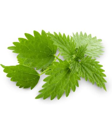 Nettle Root Extract (Urtica Dioica) - 250mg | 60 Veggie Capsules for Energy Weight Management & Urinary Health - Buy Online on GoSupps.com