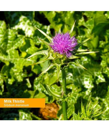 Herb Pharm Milk Thistle Extract 1 fl oz - Support Liver Health & Detox - Buy Online on GoSupps.com