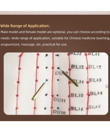 Palank Female Acupuncture Meridian Model - 48cm Human Body Pressure Point Model | Chinese Acupuncture Educational Tool - Buy Online on GoSupps.com