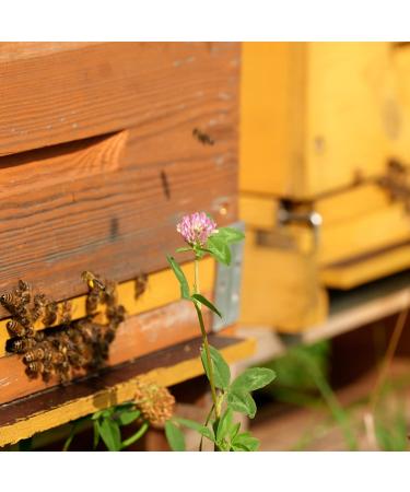 Earthbreath Buckwheat & Summer Blossom Raw Honey - 1.4kg - Natural Sweetener - Unheated & Unfiltered - Buy Online on GoSupps.com