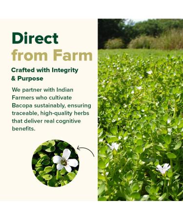 VAHDAM Bacopa Monnieri Capsules 1000mg | Supports Cognitive Performance | High Strength Made with Herbs & Extract | 90 Veg Capsules - Buy Online on GoSupps.com