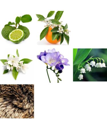 Rachel Zoe Instinct - 0.34 oz Eau de Parfum Mini Spray - Perfectly Balanced Feminine Perfume for Women - Awaken the Senses with a Lasting Signature Designer Scent Instinct 0.34 Fl Oz (Pack of 1) - Buy Online on GoSupps.com