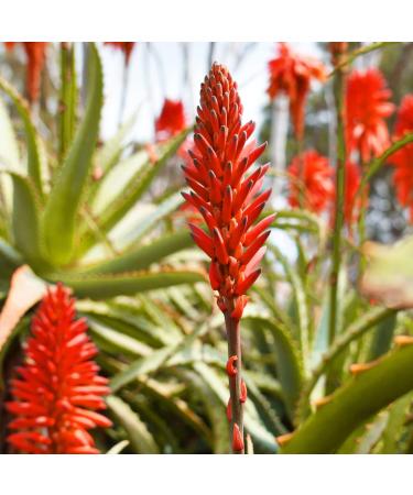 Aloe ARBORESCENS Miller with Agave 100% Vegan 100% Fresh 100% BIO Recipe bio by Father Romano Zago - Buy Online on GoSupps.com