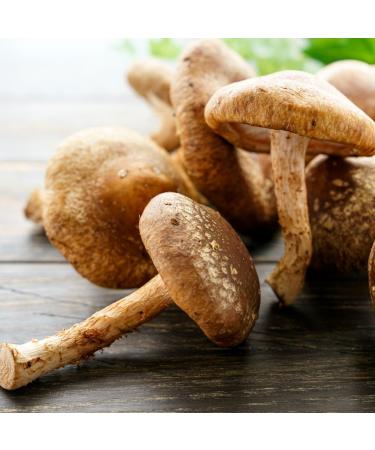 DXN Shiitake Oak Mushroom - 10 sachets of 5g infusion - Buy Online on GoSupps.com