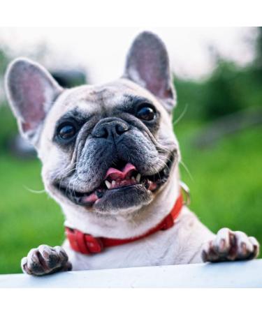 WEE FREE 1 Ltr Artificial Grass Cleaner and Pet Odour Eliminator for Dog Urine - Neutraliser and Deodoriser for Dog Wee on Astro Turf and Fake Lawns. Safe for Dogs and Animals. - Buy Online on GoSupps.com