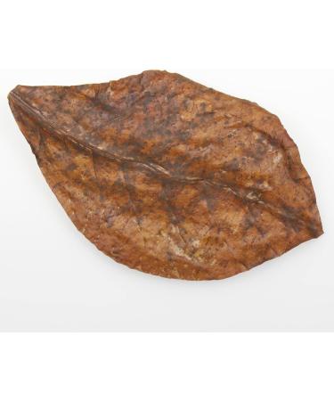 JBL Catappa 25198 - 10 XL Tropical Almond Leaves for Freshwater Aquariums | International Shipping Available - Buy Online on GoSupps.com