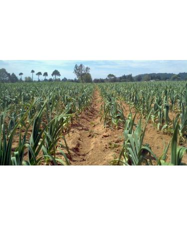 Japanese Garlic (Ajo Japones) Ajo Chino. (100% Natural) 1 LB. - Buy Online on GoSupps.com