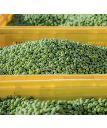 GUSTU Castelvetrano Olives 7.1 lbs Premium Green Whole Olives Farmed in Sicily Italy Buttery Smooth Flavor Dried Weight: 5.5 lbs Whole (5.5 lbs) - Buy Online on GoSupps.com