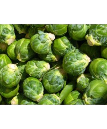 100 +"Long Island Improved" Brussels semi -Family Favorite Sweets - Buy Online on GoSupps.com