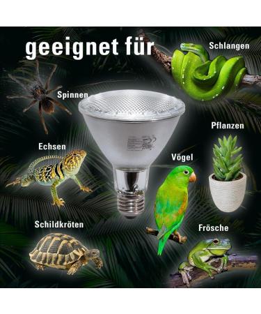 Buy SOLAR RAPTOR UV Halogen Spot 50W - Premium Reptile Heat Lamp for Terrariums | Daylight Spectrum - Buy Online on GoSupps.com