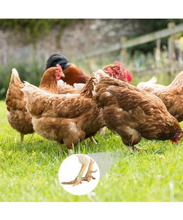 100 Bird Identification Rings - Pigeon Footrings Parrot Leg Bands & Poultry Marking Tape - 8mm Clamping Rings for Chickens Quail & More - Buy Online on GoSupps.com