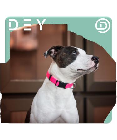 Dey Premium Nylon Dog Collar - Adjustable for Small & Large Dogs | Multiple Colors & Sizes | Dog Cat & Puppy Neck Bands | Lila L - 2.5 x 45-68 cm Purple - Buy Online on GoSupps.com