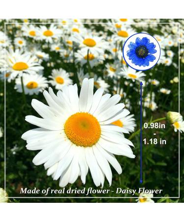 Heisenlin Dried Pressed Flower 60PCS Blue Natural Real Daisy Flowers with Forceps - DIY Crafts, Resin Jewelry, Soap, Scrapbooking - Nail Pendant Decoration - Buy Online on GoSupps.com