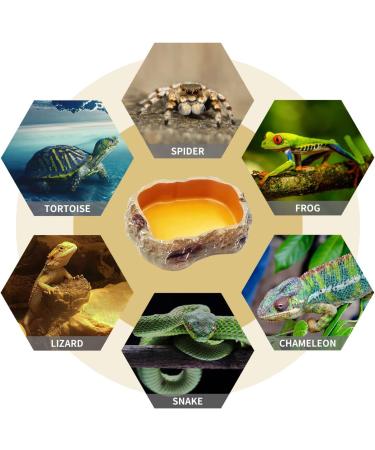 Reptile Growth 4 Pieces Reptile Water Dish Food Bowl Set includes 2 Food Feeder Bowl Resin Reptile Bowl Water Bowl 2 Feeding Tweezer Reptile Rock Feeder for Tortoise Lizard Frog Gecko Snake Chameleon - Buy Online on GoSupps.com