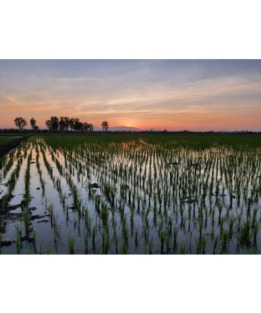 Premium Quality 100% Certified Organic Riceberry (Purple Jasmine Rice) 2.2lbs - Sustainably Sourced from Community-Owned Farms in Rural Thailand - Buy Online on GoSupps.com