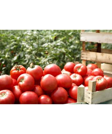 SAFLAX - ORGANIC - Tomato - Saint-Pierre - 15 seeds - With aseptic growing medium - Solanum lycopersicum - Buy Online on GoSupps.com