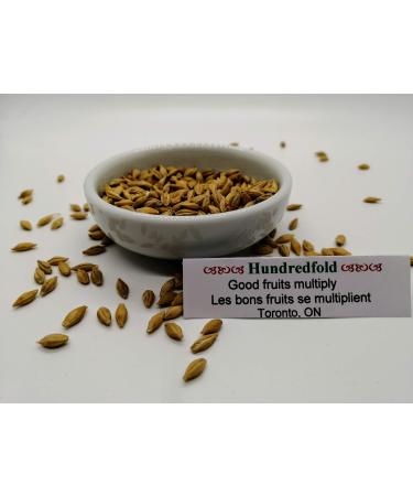 Hundredfold Organic Barley 29g (1oz) Seeds for Pet Grass Non-GMO Ancient Cereal Grain Improves Pets Energy Level for Cat Grass Catgrass Kitten Grass for Homemade Dog Food for Dogs