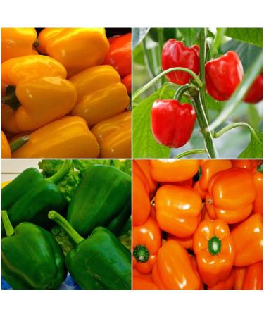 Capsicum Vegetable Kit 4 Packets Green Red Orange Yellow