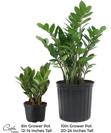 Costa Farms ZZ Plant in 12-Inch White-Natural Dcor Planter for Great Room Decor - Buy Online on GoSupps.com