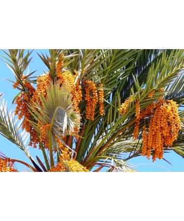 California Medjool Dates - Fresh Harvest, Reclosable Bags, Naturally Grown in California - Buy Online on GoSupps.com