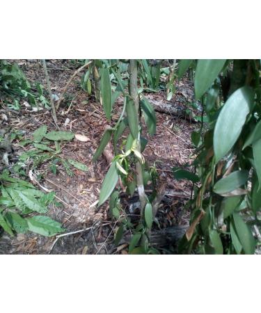 Bourbon Vanilla Pods - 50 pcs (10-11cm) | Grade A Gourmet Quality | 100% Natural Madagascar Pods - Buy Online on GoSupps.com