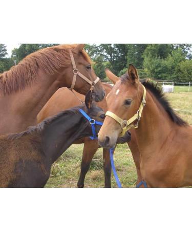 Buy HorseGuard Black Control Halter with Chain for Stallions - COB & VB Thoroughbred | International Shipping Available - Buy Online on GoSupps.com