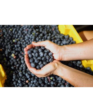 Reduced Sugar Whole Dried Blueberries - Stoneridge Orchards 4 oz (113 g) | Healthy Snack - Buy Online on GoSupps.com