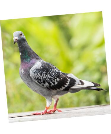 Housoutil 100 Pcs Pigeon Anklet Labels African Grey Parrot Leg Ring Pigeon Foot Ring Quail Pigeon Gear Baby 1.3X1.3CM Orange - Buy Online on GoSupps.com