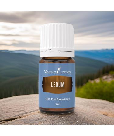Young Living Ledum Essential Oil - 5ml | Natural Meditation & Yoga Diffuser Scent | Spiritual Cleansing & Harmonizing Aroma for Prayer & Massage - Buy Online on GoSupps.com