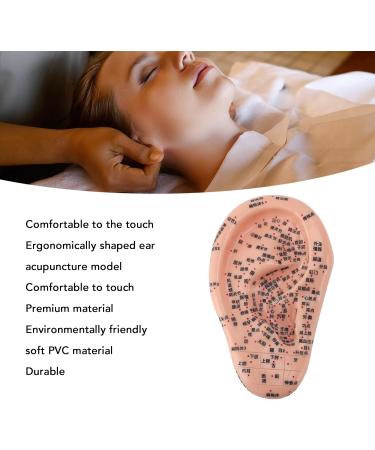 Human Ear Acupuncture Points Model - Transparent PVC Learning Tool for Home Use | Universal Acupuncture Anatomy - Buy Online on GoSupps.com