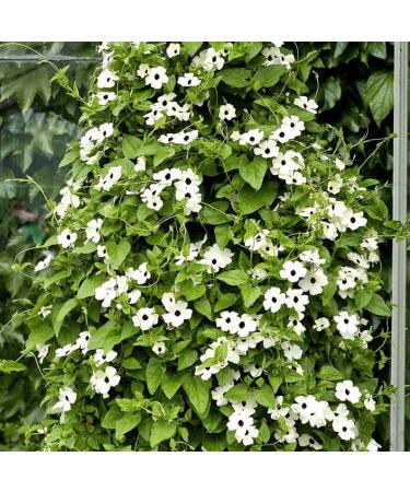 Black Eyed Susan Sunrise White - 15 semi - Vine Arrampicata - Thunbergia Alata - NPWS