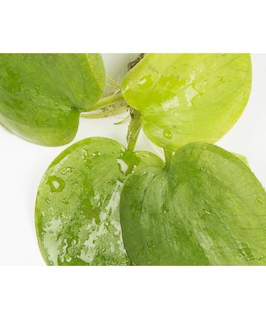 PondPlantsUK Amazon Frogbit 10 X Mini Live Plants  - Buy Online on GoSupps.com