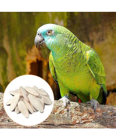 Buy Sepia Bowls & Shells for Turtles | 6-Piece Miniature Sepia Shells & Squid Bones for Birds | Premium Quality Decorative Bird Tools - Buy Online on GoSupps.com