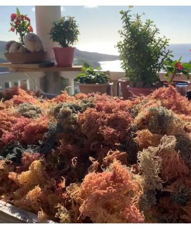 Sea Moss (Irish Moss) 100g - Golden Wildcrafted Jamaican Product Organic Non GMO Vegan Packed with 92 Minerals + Vitamins Excellent for Smoothies Skincare etc - Buy Online on GoSupps.com