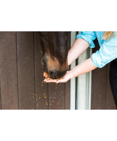 The Golden Paste Company Turmeraid Complete Turmeric Pellet Horse Supplements 2kg - Buy Online on GoSupps.com