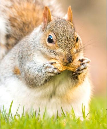 5 Litre Refill Bag Squirrel Mixture Premium Wild Life Food Garden Seed Feed (Weight 3kg/approx. 5L) - Buy Online on GoSupps.com